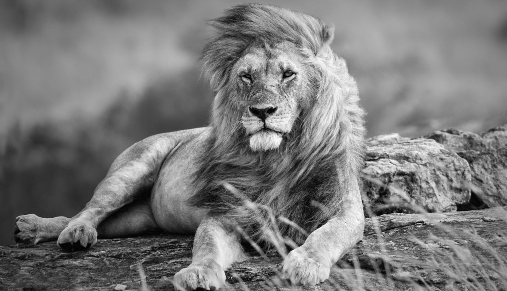 Lion Image